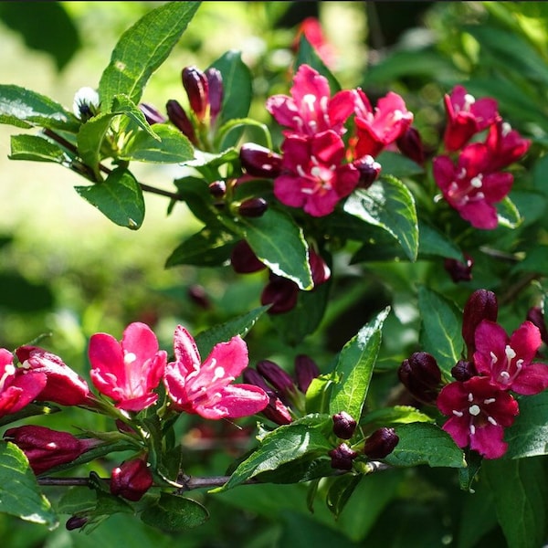 Weigela Shrub Seeds