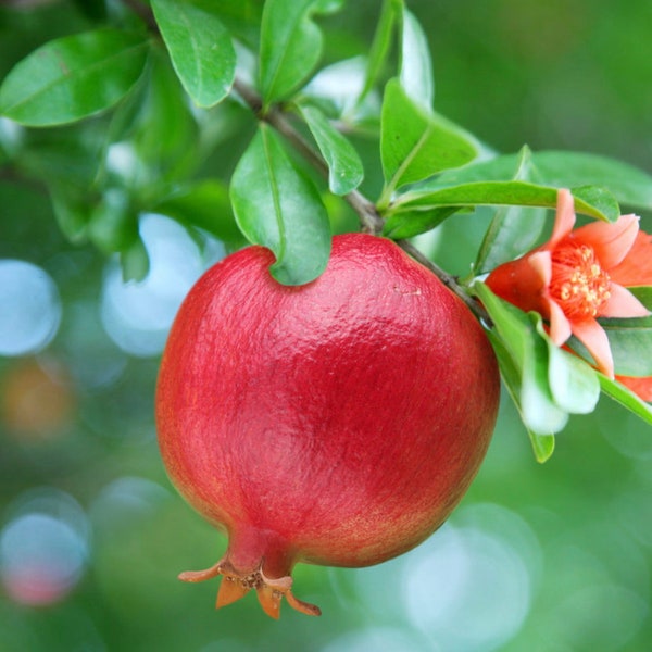 Pomegranate Fruit Tree Seeds