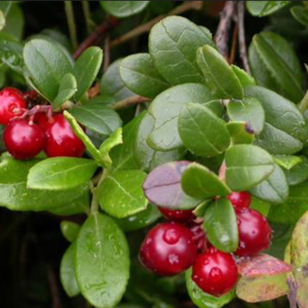 Cranberry Bush Seeds