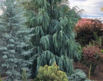 Kashmir Cypress Tree Seeds