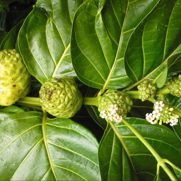 Noni Fruit Tree Seeds