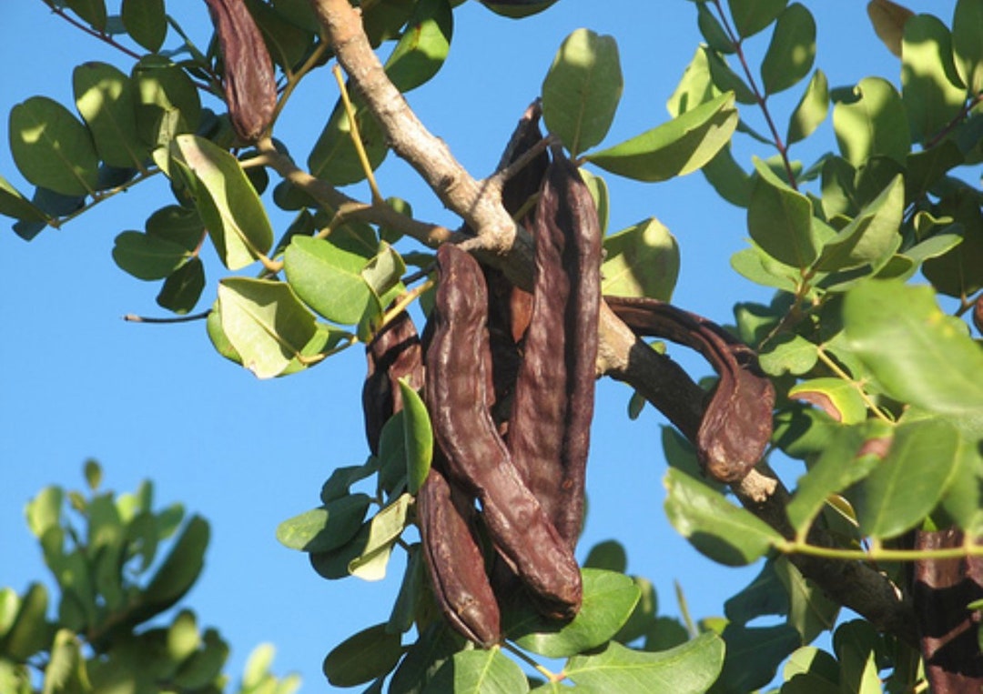 Carob Tree Seeds Etsy