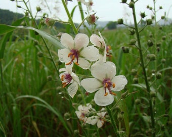 Moth Mullein Seeds