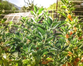 Ashwagandha Seeds