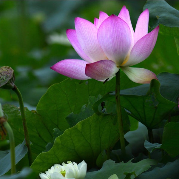 Pink Water Lotus Seeds