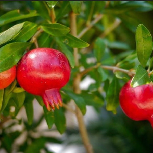 Dwarf Pomegranate Seeds