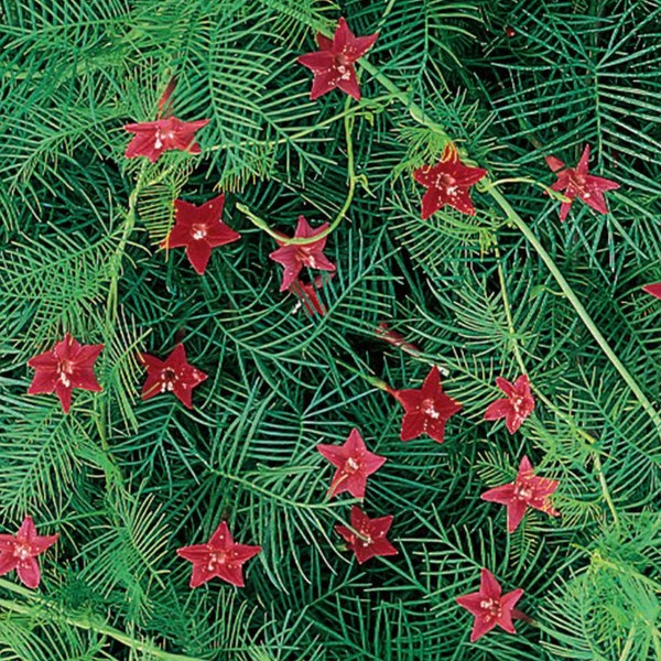 Cardinal Vine Seeds Etsy