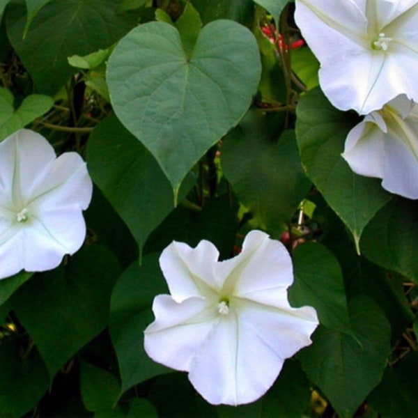 Giant Moonflower Vine Seeds