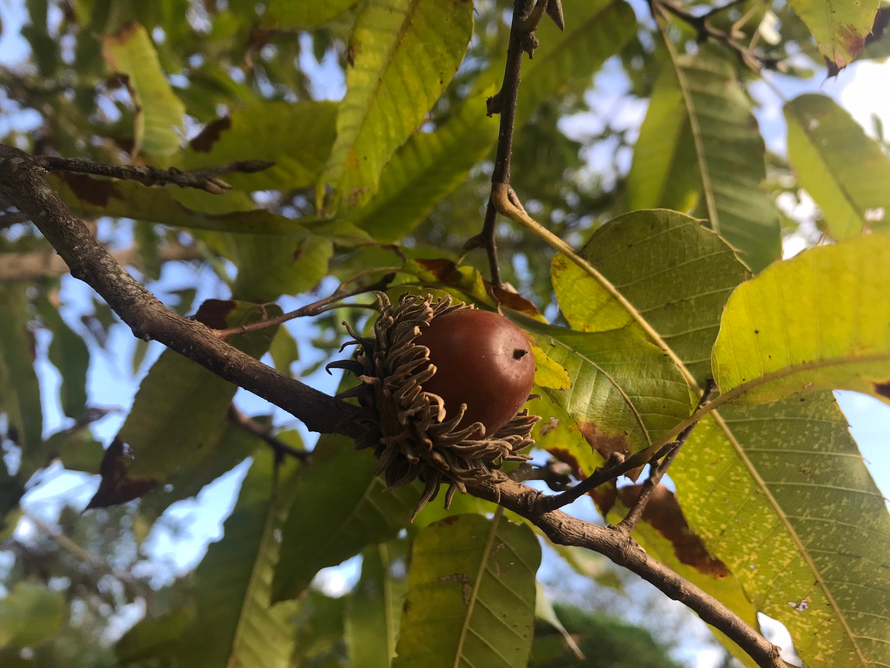 Sawtooth Oak Tree Seeds Etsy