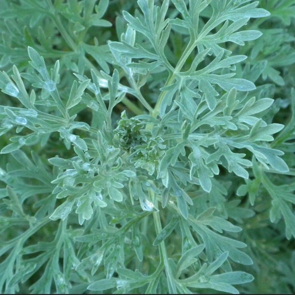 Absinthe Wormwood Seeds