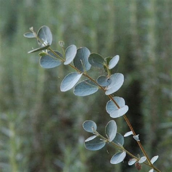 Silver Drop Eucalyptus Seeds