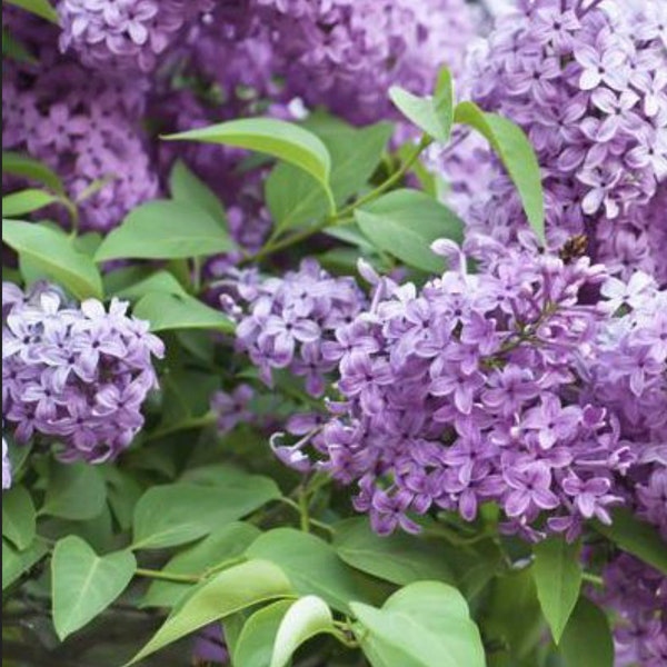 Lilac Shrub Seeds