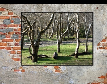 Fern Meadows - Canvas Prints