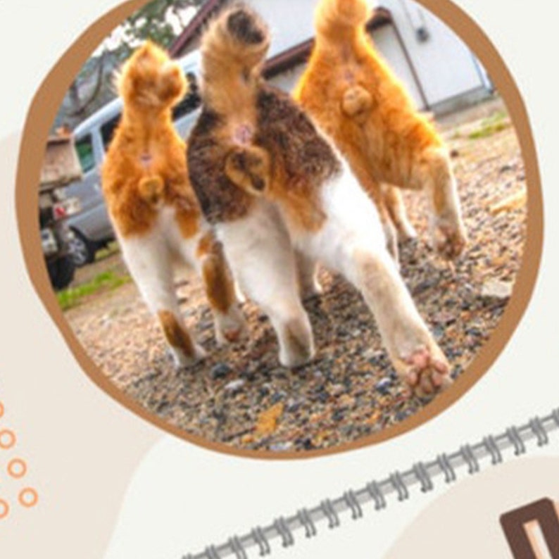 2023 Cat Butt Calendar Calendar 2023 Cat Ball Calendar Cat Etsy Israel