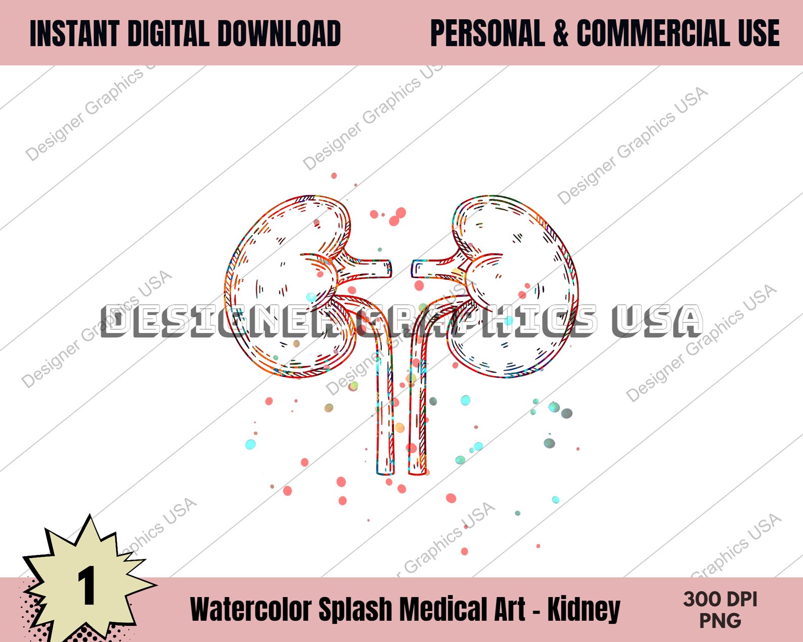 Riñones PNG, acuarela riñones arte PNG anatomía médica humana PNG ...