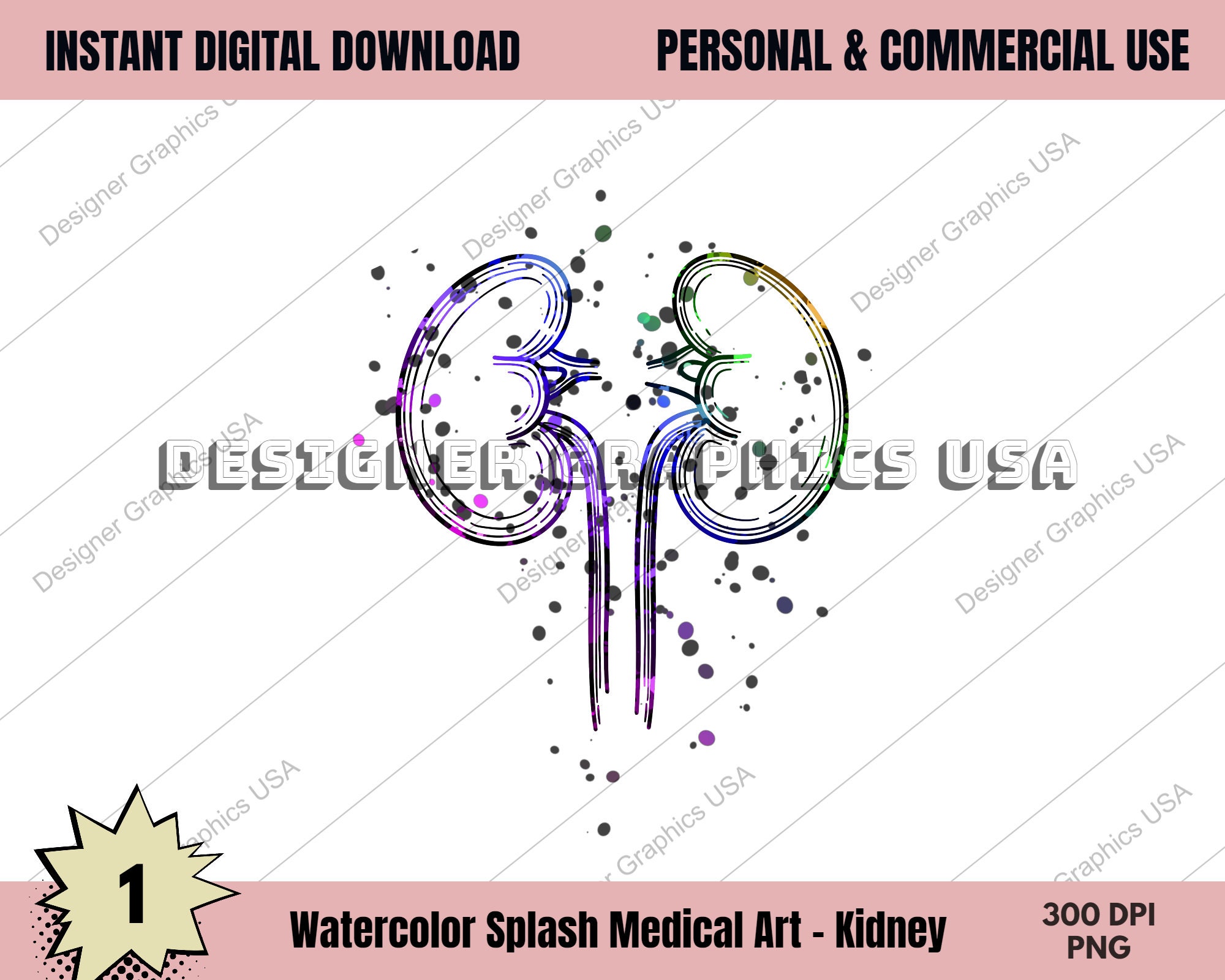 Riñones PNG, acuarela riñones arte PNG anatomía médica humana PNG ...