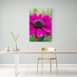 Pink African Daisy Flower, Osteospermum, Botanical Print, Vibrant Color, Petals, Home Decor, Floral Wall Art, Nature Photography, Flowers