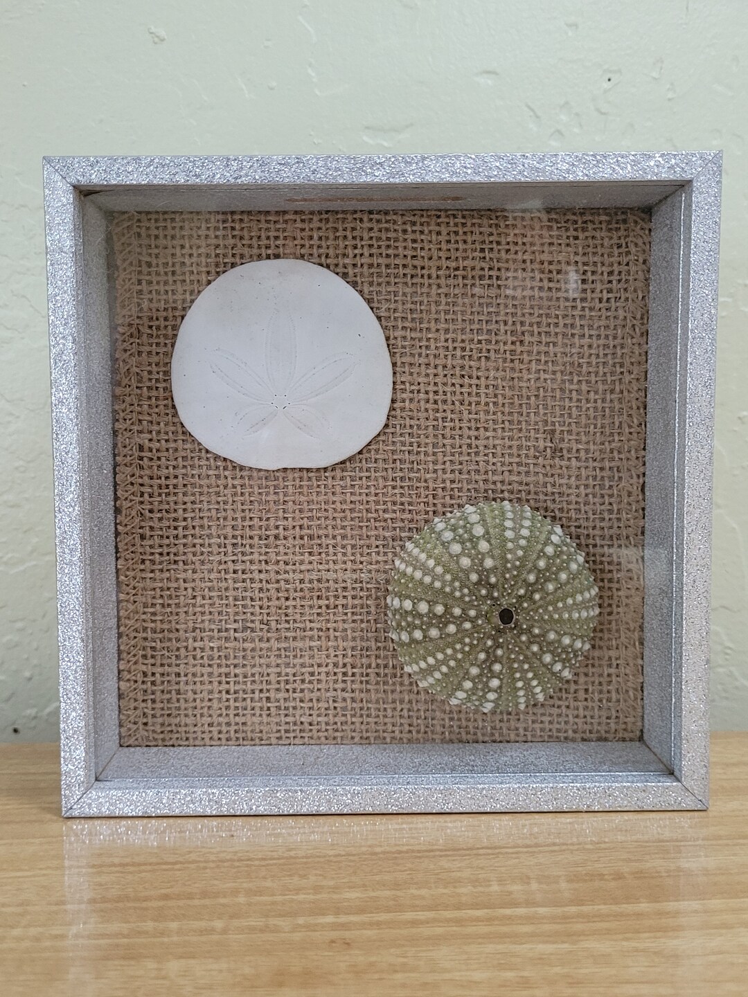 Sea Urchin and Sand Dollar Shadow Box Etsy