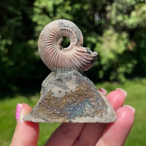 アンモライト化石天然石虹色マダガスカル産石標本超大型