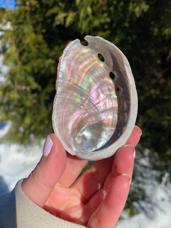 Shellfish Such As Abalone