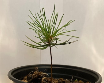 SIBERIAN  CEDAR TREE - 3 years