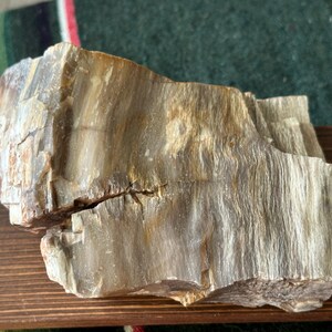 May include: A piece of petrified wood with a light brown and gray color scheme. The wood has a textured surface with visible grain patterns and a crack running through the middle. The fossil is displayed on a wooden surface.