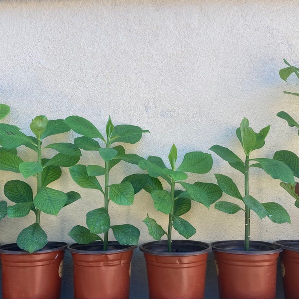 Gezond synadenium dat Lechero Africano, planta De La Vida, Afrikaanse melkstruikplant verleent