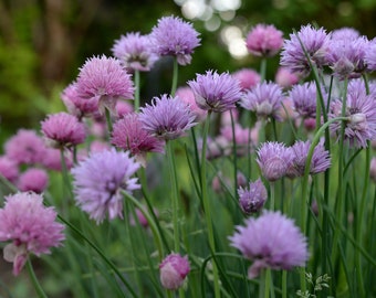 Chive Seeds (Minimum 35 Seeds) - Chives Allium schoenoprasum Herb Cooking Grow Vegetable Garden Gardening Plants Seasoning