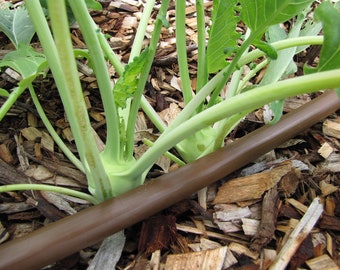 Early White Vienna Kohlrabi (Minimum 25 Seeds) - Brassica oleracea gongylodes Cool Weather Heirloom Vegetables Root Veggie Green Kohlrabi