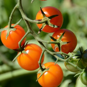 Hybrid Orange Tomato Seeds (Approximately 10 Seeds) - Indeterminate Rare Heirloom Vegetables Fruits Seeds Unique