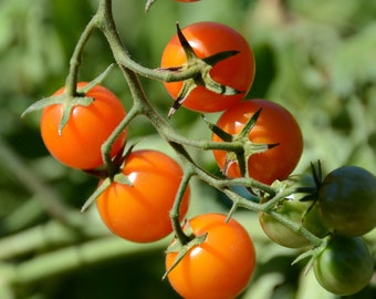 Hybrid Orange Tomato Seeds (Approximately 10 Seeds) - Indeterminate Rare Heirloom Vegetables Fruits Seeds Unique