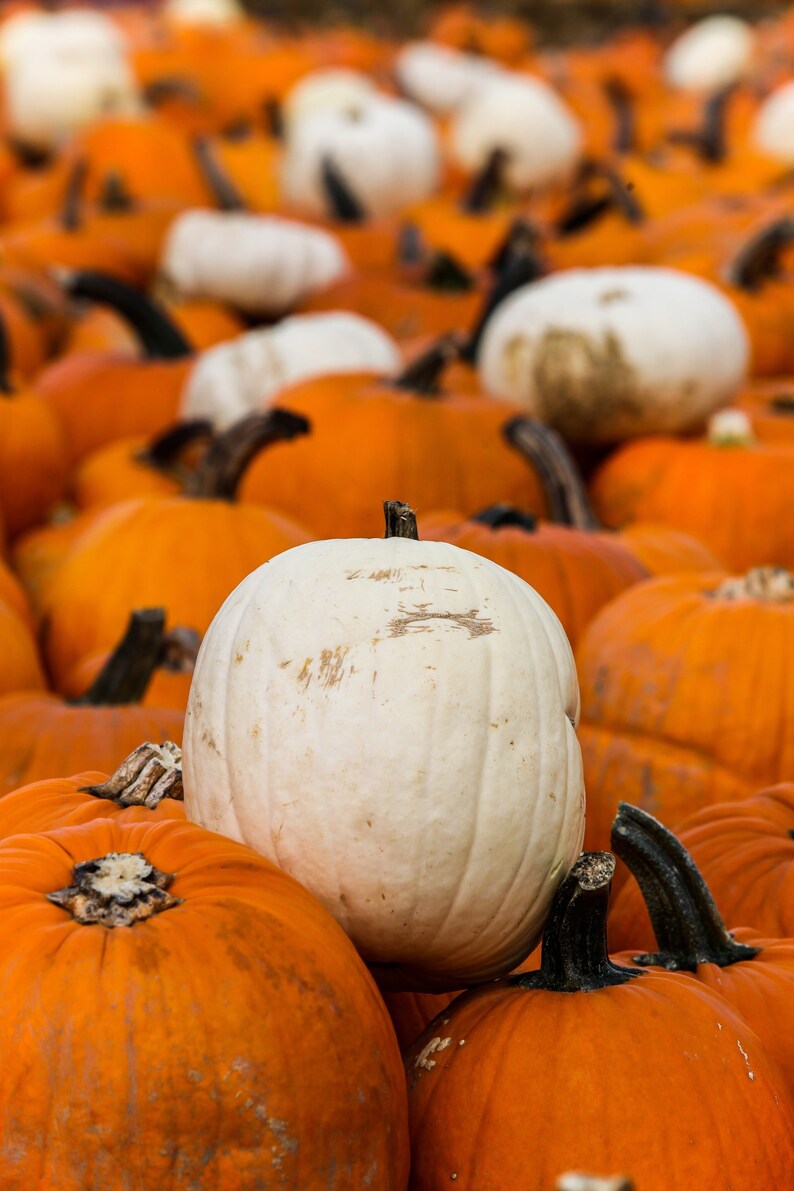 Halloween Pumpkins Mix Approx. 10 Seeds Cucurbita pepo Jack o' Lantern Orange Casper White Vegetables Gourd image 1