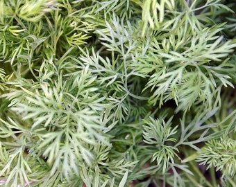 Bouquet Dill (Minimum 20 Seeds) - Anethum graveolens Summer Dill Herb Heirloom Unique Herbs Vegetables Spices Seasoning