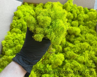 Preserved Green Moss, Islandmoss, Reindeer Lichen, 4 COLOURS, Art Wall Decor, Florist Decor, Wedding decor, Green Wall Decor, Natural Art