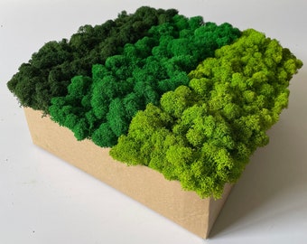 Preserved Green Moss, Finnish moss, Reindeer moss, 3 COLOURS, Art Wall Decor, Florist Decor, Wedding decor, Green Wall Decor, Natural Art