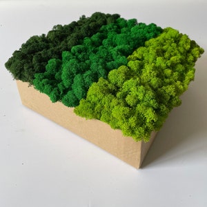 Preserved Green Moss, Finnish moss, Reindeer moss, 3 COLOURS, Art Wall Decor, Florist Decor, Wedding decor, Green Wall Decor, Natural Art