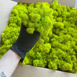 Preserved Green Moss, Islandmoss, Reindeer Lichen, 4 COLOURS, Art Wall Decor, Florist Decor, Wedding decor, Green Wall Decor, Natural Art