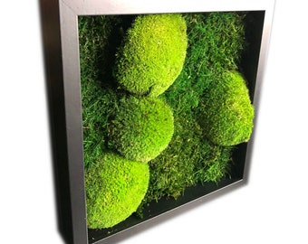 Image of moss, Moss Art Work, Preserved Moss Art, Flat moss, Ball moss, Moss decoration, Vertical garden, Stabilized Moss, Pillow Moss