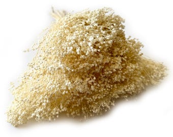 Pode incluir: Um buquê de flores de gipsofila secas, de cor creme. As flores delicadas e arejadas estão densamente agrupadas, criando uma aparência completa e texturizada. As hastes são amarradas, formando um buquê natural e rústico, ideal para decoração de casa ou artesanato.