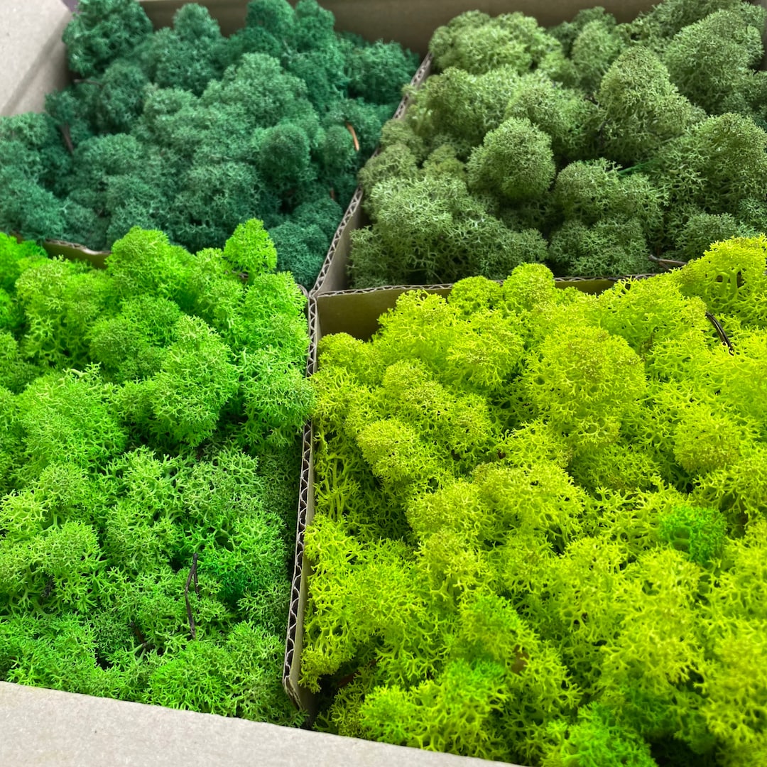 Preserved Green Moss, Reindeer Lichen, 4 COLOURS, Art Wall Decor