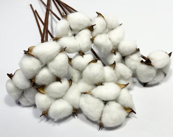 Dried Cotton | White | 10 Stems | Flower Cotton | Natural Dried Flowers | Decorative Cotton Flower