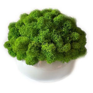 May include: A vibrant green moss arrangement fills a white, rounded ceramic bowl. The moss has a textured, natural appearance, creating a lush, decorative display. This piece is ideal for adding a touch of nature to interior spaces.