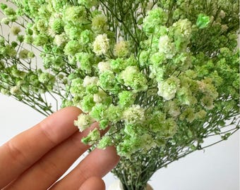 Preserved Baby's Breath | Green | Dried Flowers | Stabilized Gypsophila | Floral Wedding Decor | Home Decoration | Bouquet of Flowers