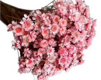 200 Dried Glixia Flowers, Natural Bouquet of Flowers, Wedding decoration, Flowers for Bouquets and Compositions