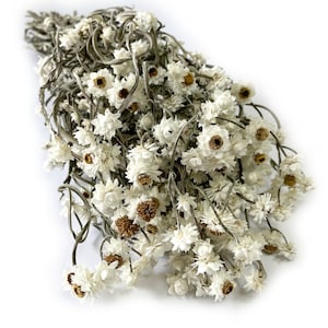 OSALAD Fiori Secchi Naturali Gypsophila Bouquet Piante Secche Disposizione Dei Fiori Fai Da Te Matrimonio Decorazione Della Casa Materiali - Foto 3