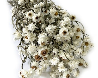 Dried Ammobium | Natural, White | Flowers | Dried Daisy | Home Decor | Dried Flowers | Wedding Decor | Boho