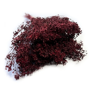 Flor de retama seca color clarete, flores secas, decoración floral para bodas, decoración del hogar con flores secas imagen 1