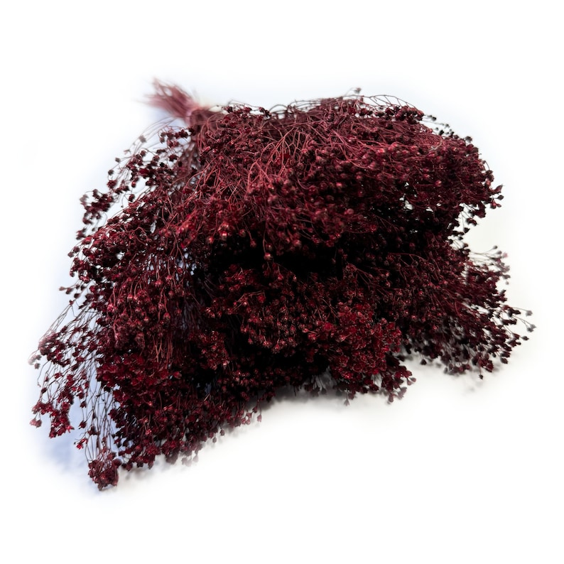 Flor de retama seca color clarete, flores secas, decoración floral para bodas, decoración del hogar con flores secas imagen 1