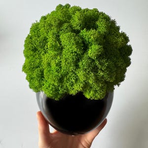 May include: A bright green moss ball in a glossy black ceramic pot. The moss has a textured appearance, contrasting with the smooth, dark pot. This decorative piece brings a natural element to any room, measuring approximately 20cm in diameter.