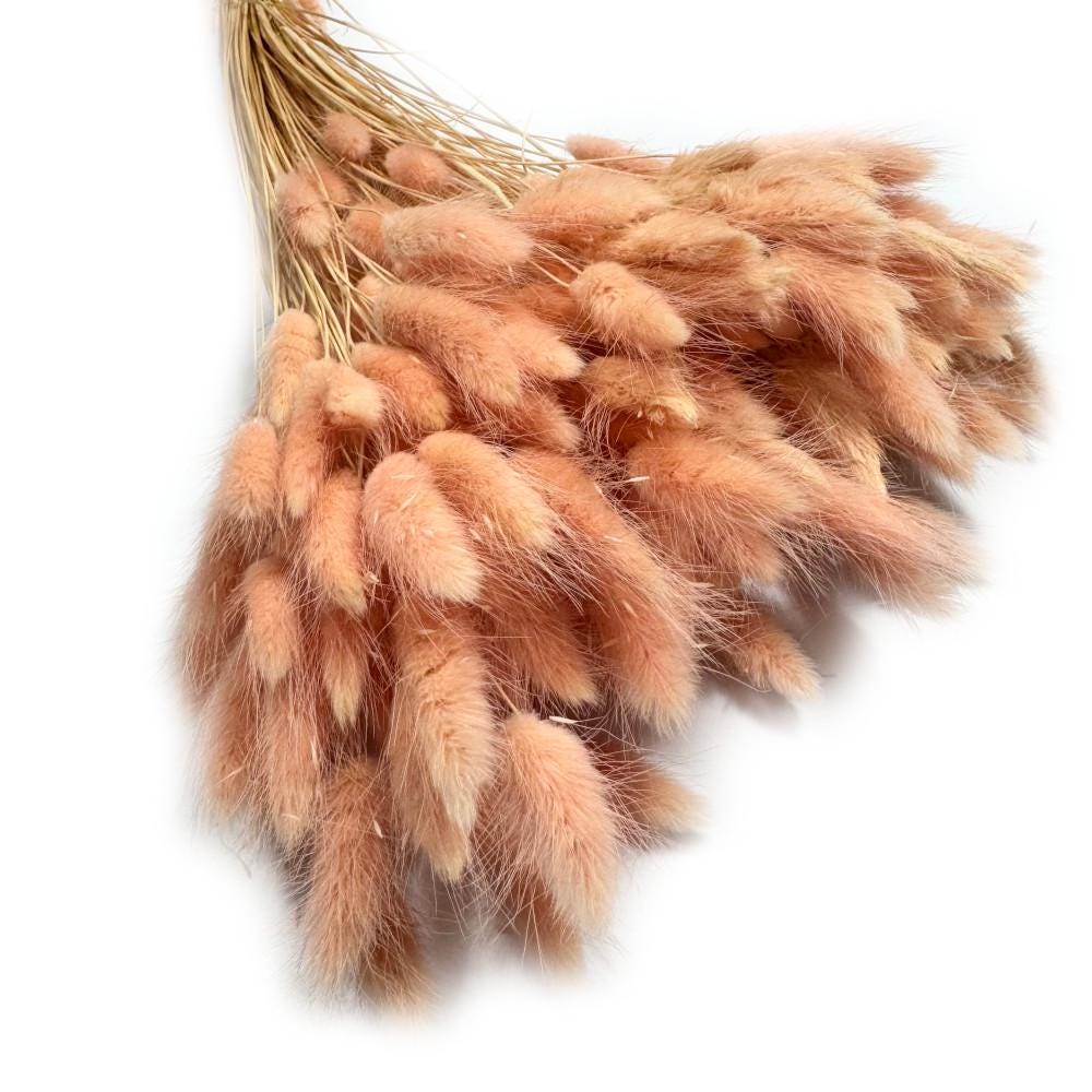 150 Lagurus Orange, Bunny Tails, Dried Flowers, Wedding, Cake Decoration, Boho, Bouquet, Lagurus Bleached, Mini Pampas, Pampas grass
